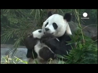 mother panda hugging her cubs has become the new star of the internet